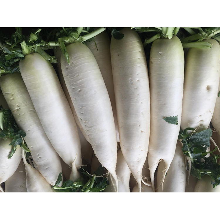 Entdecken Sie den Nährwert von New Crop Fresh Radish, um die Immunität zu stärken und das Wachstum von Krebszellen zu hemmen